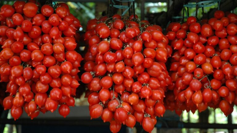 Pomodorino del Piennolo del Vesuvio D.O.P.