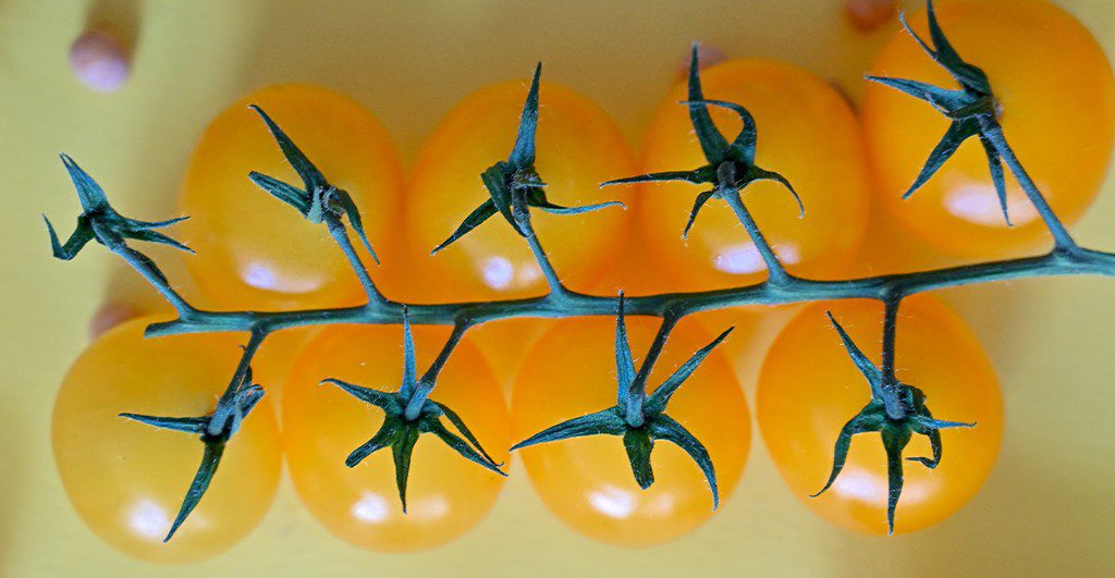 Pomodorino Giallo Campano