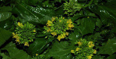 Broccolo Friariello di Napoli