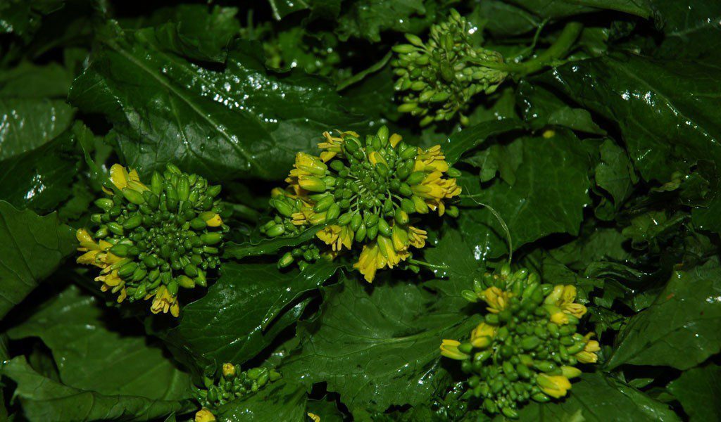 Broccoli Friariello from Naples