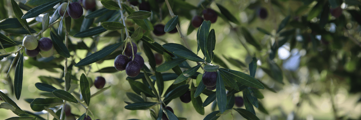 Terre Aurunche DOP extra virgin olive oil