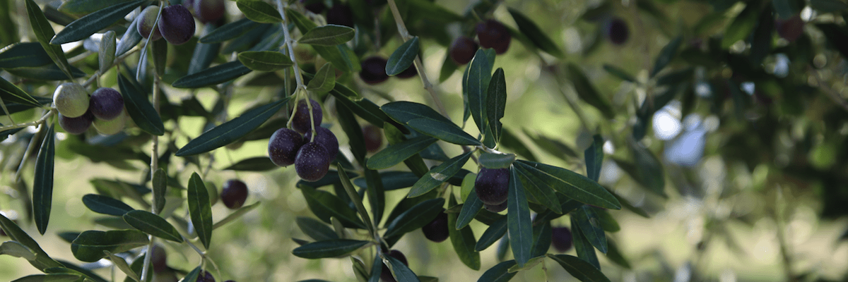 Olio extravergine di Oliva Terre Aurunche DOP